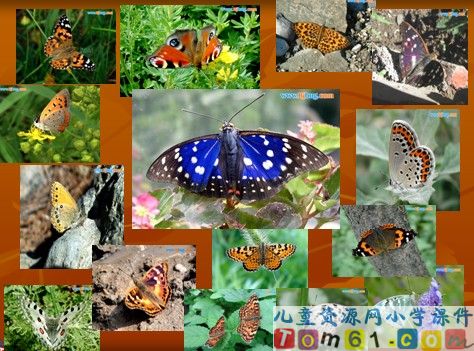 台湾的蝴蝶谷课件12