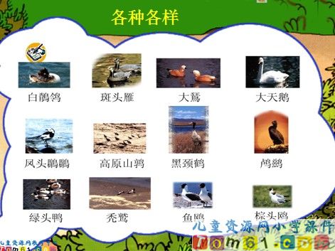 鸟岛课件13