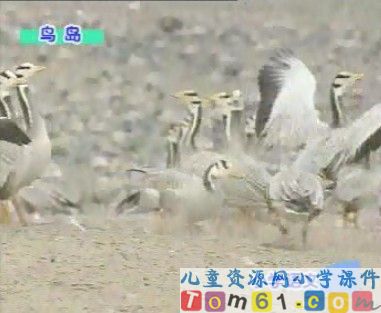 鸟岛视频课件17