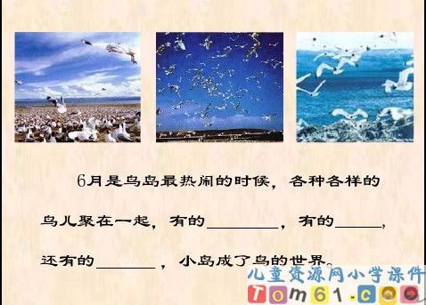 鸟岛课件20