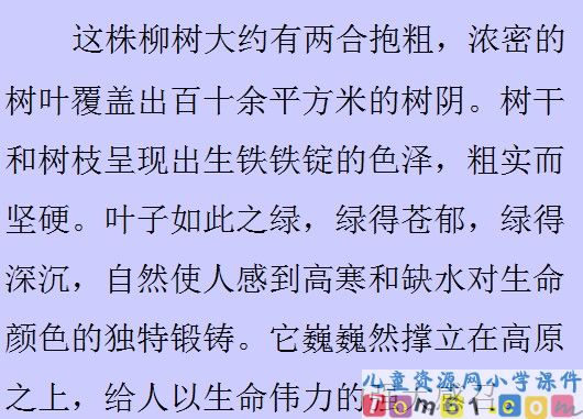 青海高原一株柳课件1