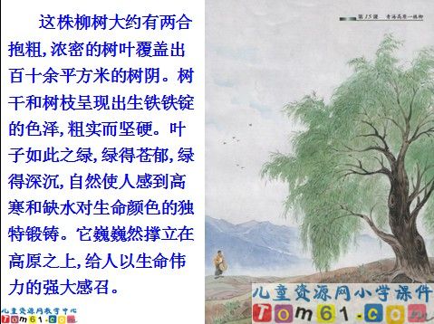 青海高原一株柳课件3