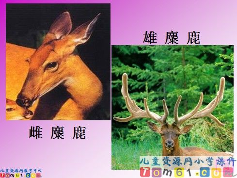 麋鹿课件2