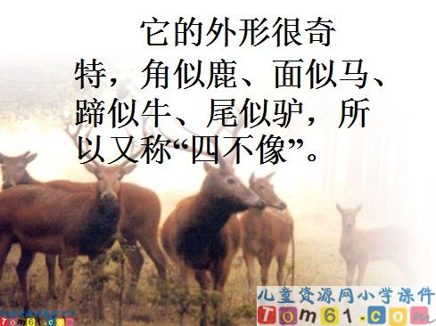 麋鹿课件4