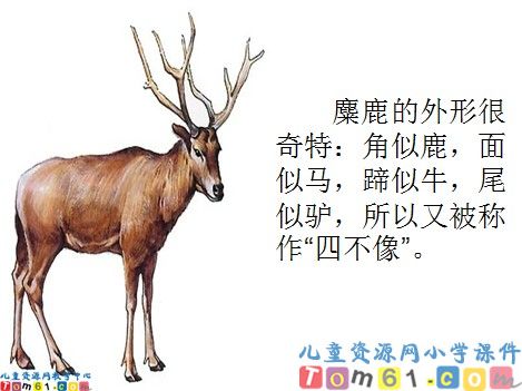 麋鹿课件1