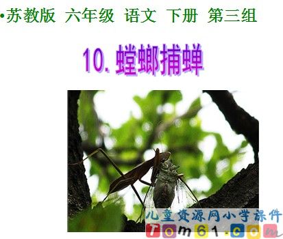 《螳螂捕蝉》