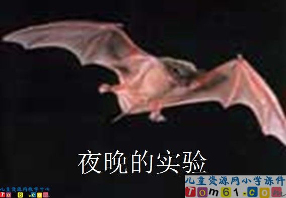 《夜晚的实验》