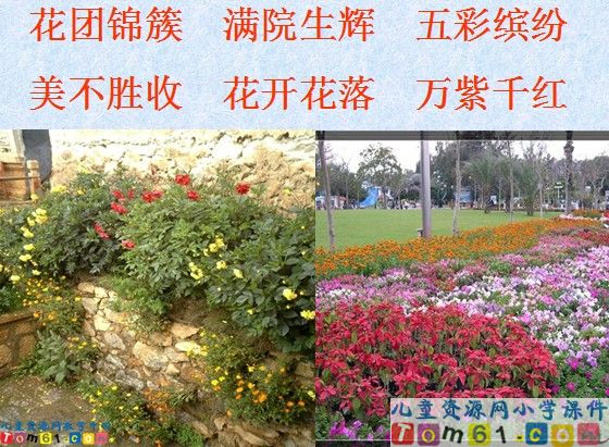 夹竹桃