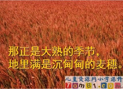 最大的麦穗