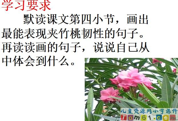 夹竹桃