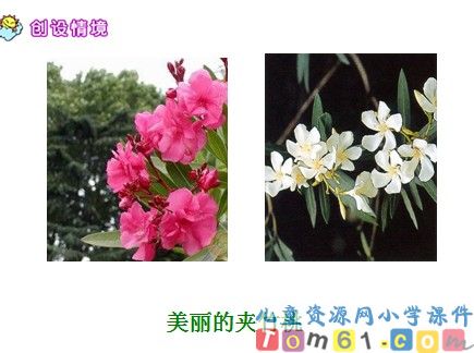 夹竹桃