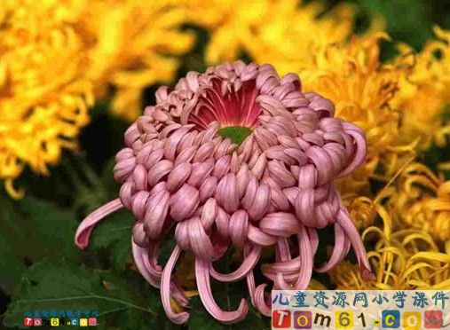 夹竹桃