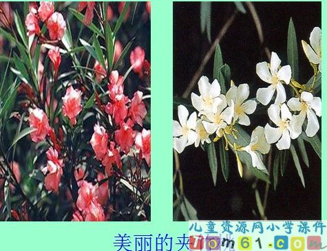 夹竹桃