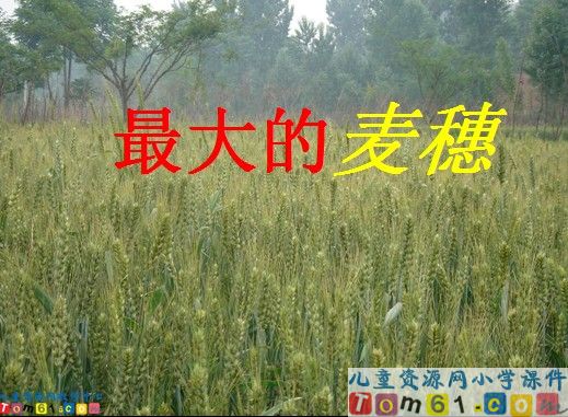 最大的麦穗