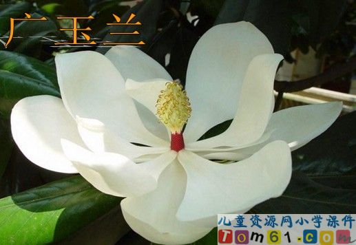 《广玉兰》