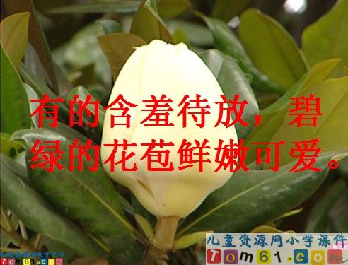 《广玉兰》