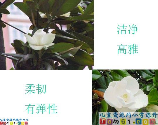 《广玉兰》