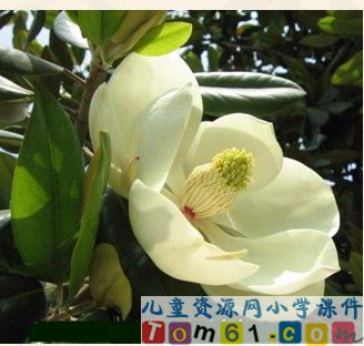 《广玉兰》
