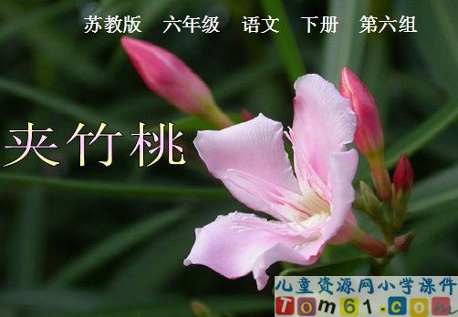 夹竹桃