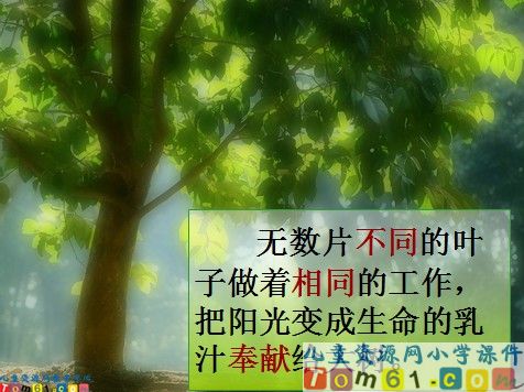 做一片美的叶子课件2