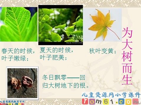 做一片美的叶子课件4
