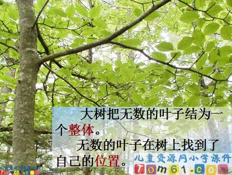 做一片美的叶子课件5
