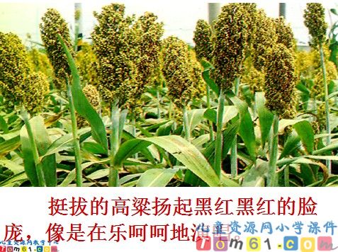 北大荒的秋天课件6