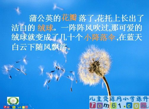蒲公英课件11