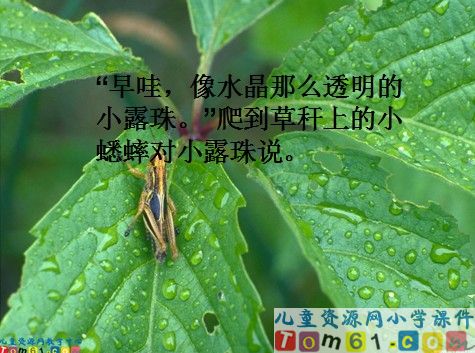 小露珠课件12