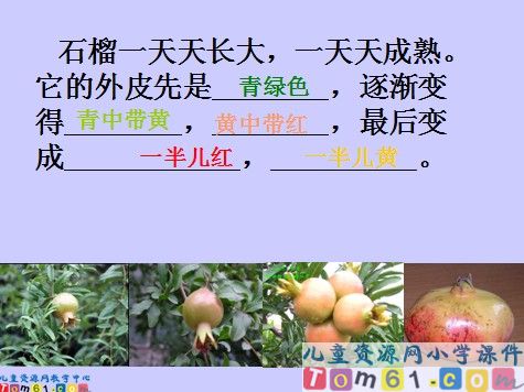 石榴课件7