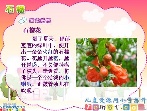 石榴课件6