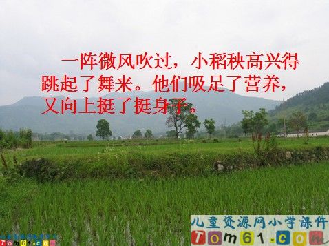 小稻秧脱险记课件6