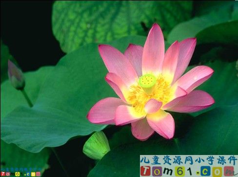 荷花课件8