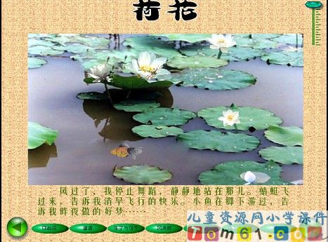 荷花课件19