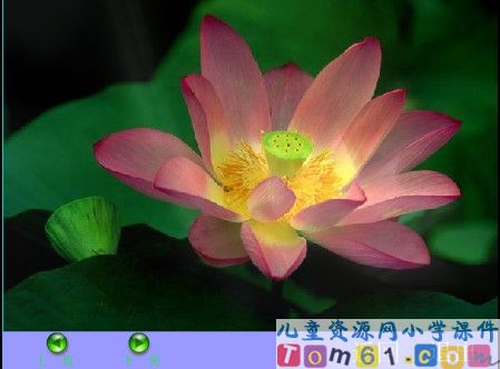 荷花课件15