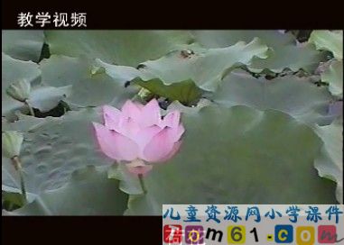 荷花视频素材7
