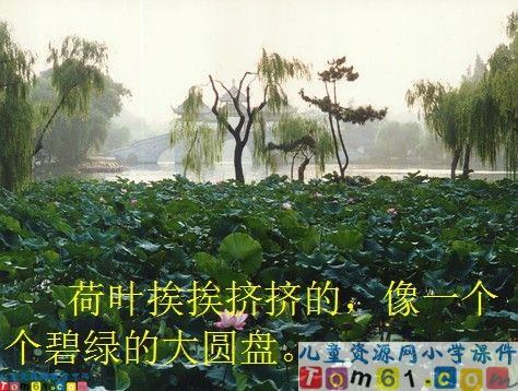 荷花课件20