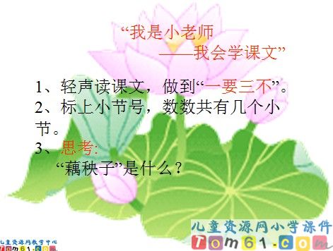 荷花课件18