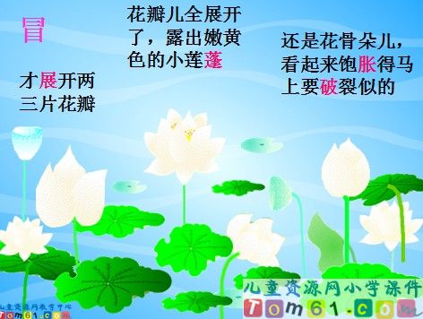 荷花课件16