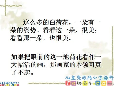 荷花课件17