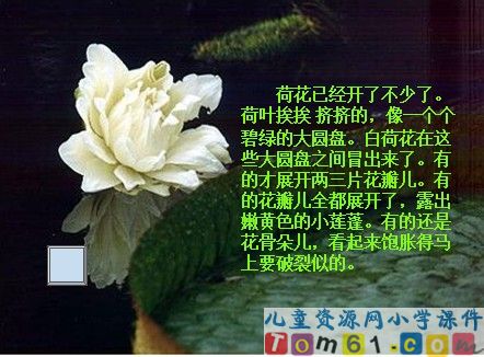 荷花课件13