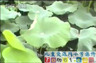 荷花视频素材6