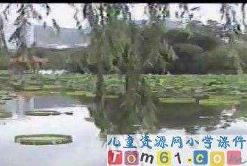 荷花视频素材5