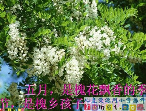 槐乡五月课件8