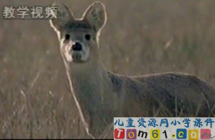 狼和鹿视频素材5