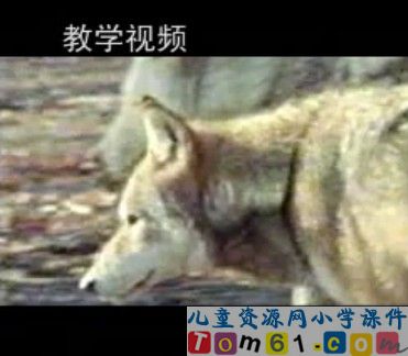 狼和鹿视频素材6
