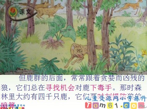 狼和鹿课件1