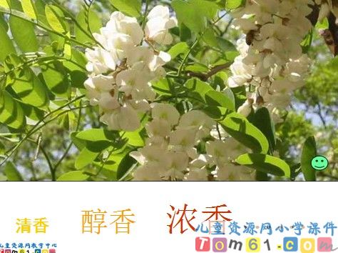 槐乡五月课件14
