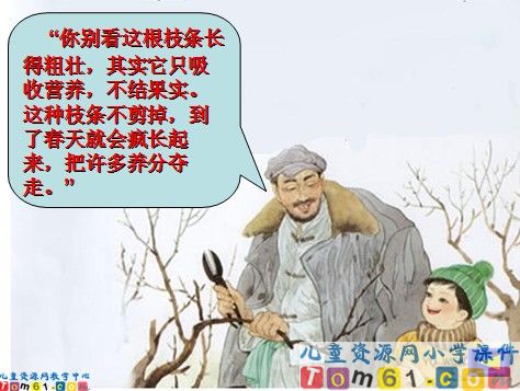 剪枝的学问课件14