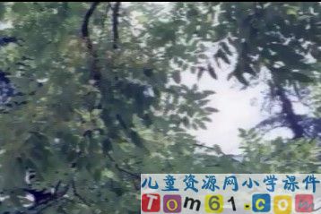 槐乡五月视频素材3